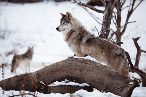 Winter Wolf
