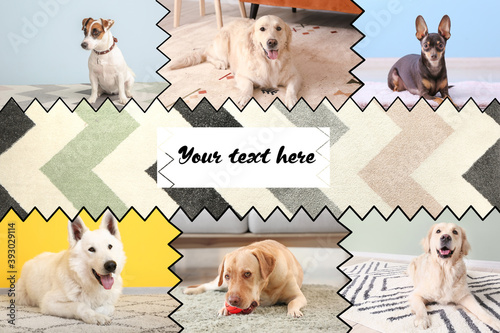 Collage with different dogs on soft carpets at home and place for text