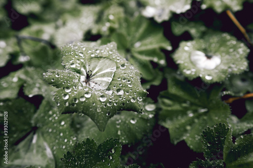 Rain Pools On Leaves