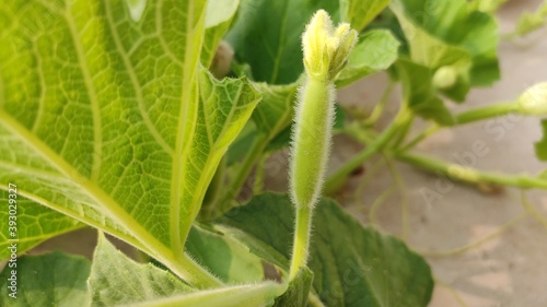 Obraz na plátne Small growing up Bottle gaurd on the vine, close up image
