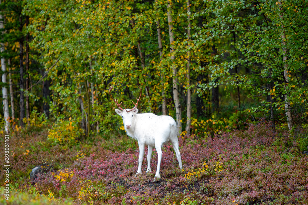 Obraz premium weißes Rentier im Schwedischen Herbst