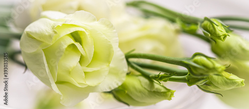 Soft focus, abstract floral background, white Eustoma flower with buds. Macro flowers backdrop for holiday brand design