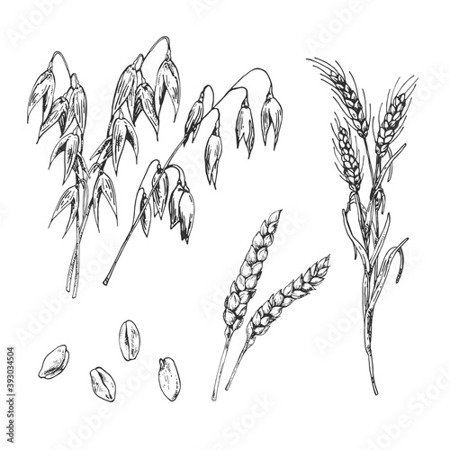 Hand drawn vector illustration of cereal types. Oat, rye, wheat cereal, barley grains. Set for food menu, bakery, cafe decor