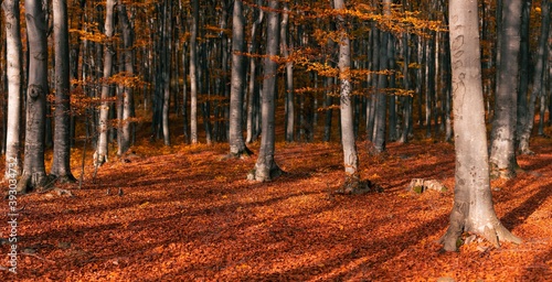 Trees in autumn forest during a sunny sunset