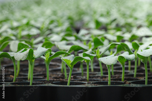 Melon seedlings in a tray, Sprouted seedlings are planted on black tray in the greenhouse.