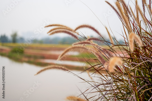 Fototapeta Naklejka Na Ścianę i Meble -  Reeds by the pond, dog's tail grass