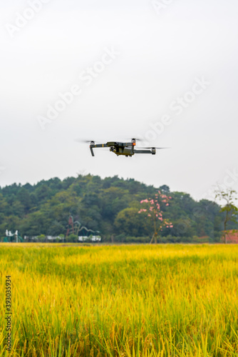 A drone shoots over the rice field