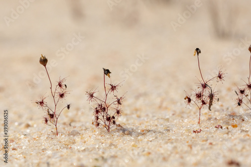 The red Sundew Drosera salina growing on the shore of a Salt Lake between Hyden and Norseman, Western Australia photo