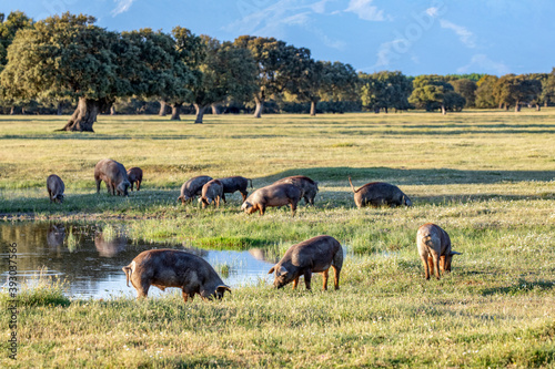 Pigs eating in the field photo