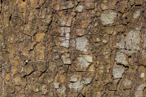 pattern of bark