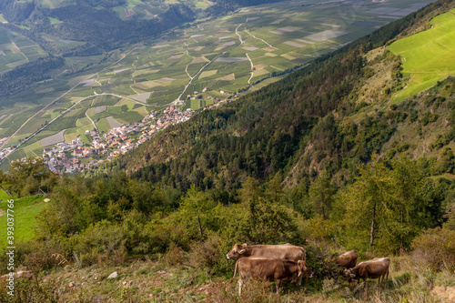 A group of brown cows graze high in the mountains, with Corzes and Val Venosta in the background, Italy photo