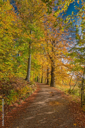 Golden autumn forest near Vejle Tirsbaek  Denmark