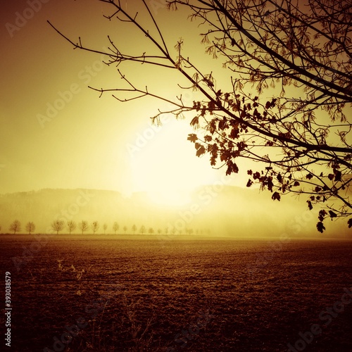 Fototapeta Naklejka Na Ścianę i Meble -  tree in sunset
