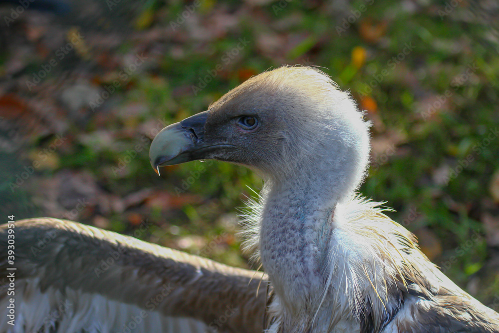 Portrait of a griffon vulture (gyps fulvus) Portrait of a griffon vulture (gyps fulvus)