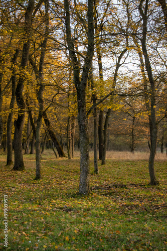 Sunset in the autumn plain forest