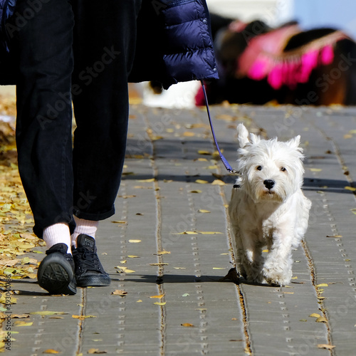 
Dog on a leash for a walk