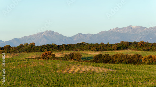 Vineyard in the eastern plain of Corsica island