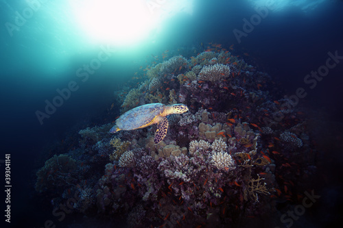 The olive ridley sea turtle (Lepidochelys olivacea) swims along the reef with the sun in the background. Water turtle swims in the sea with red fish.