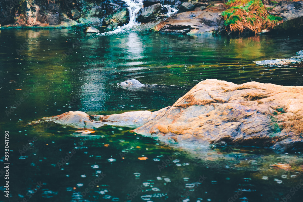 Fototapeta premium Sea lion swimming in water, head above surface. Grey seal (Halichoerus grypus). Big rocks, picturesque coast and rain drops. Summer amazing landscape.