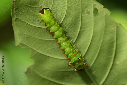 A close-up green worm crawls under the green branches of the herbaceous tree.