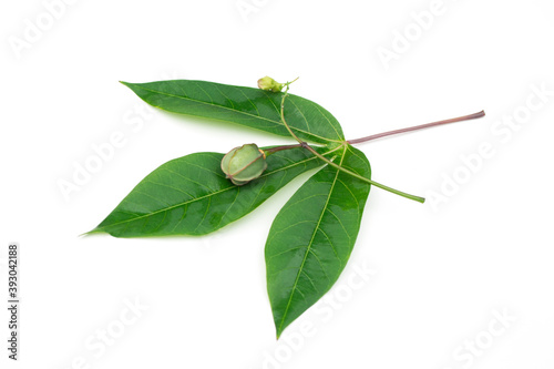 Manihot esculenta leaves on white background.