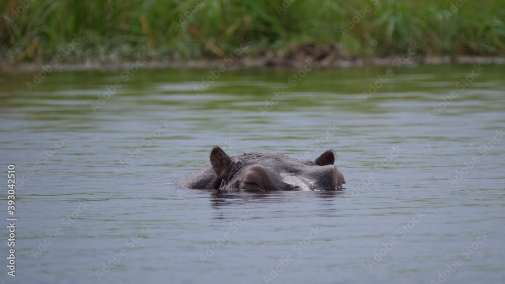 Fototapeta premium Hippo sleeping in a lake
