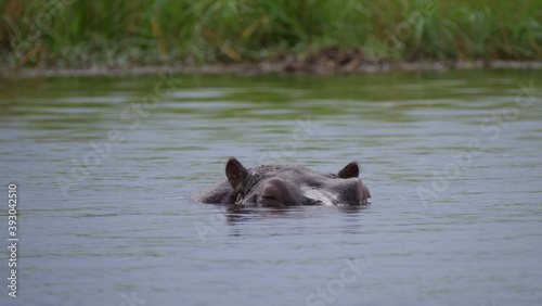 Hippo sleeping in a lake