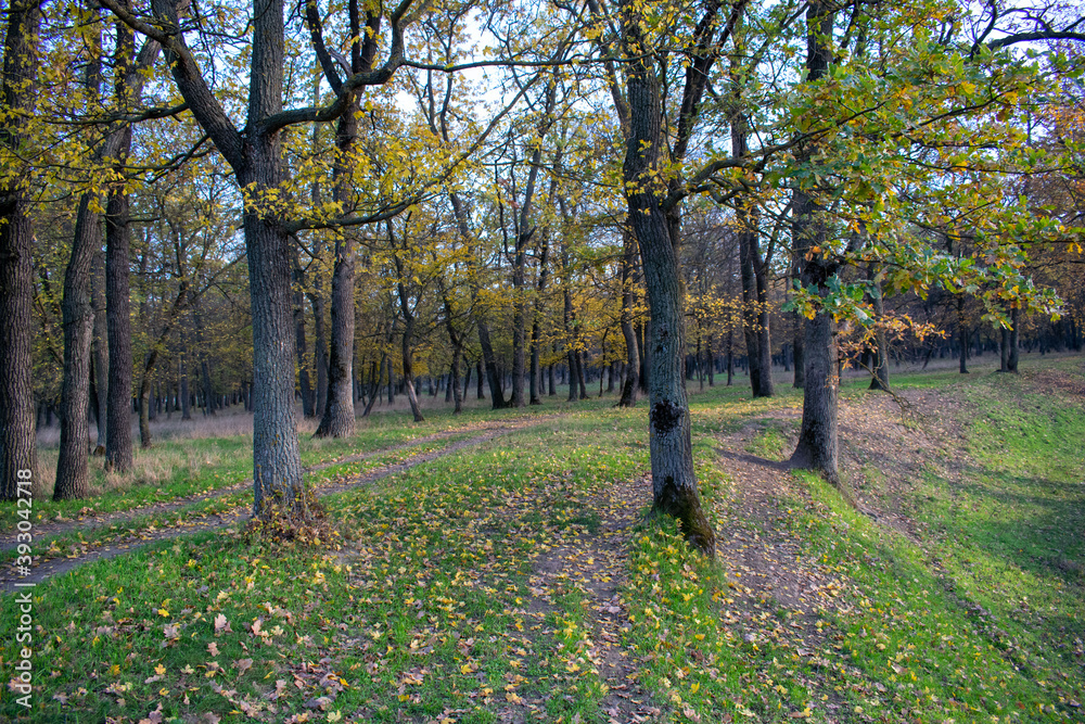 Sunset in the autumn plain forest