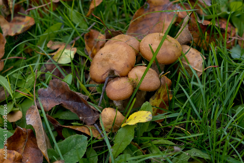 Autumn mushrooms honey agarics close-up in green grass. Selective focus. Autumn mushrooms honey agarics close-up in green grass. Selective focus.