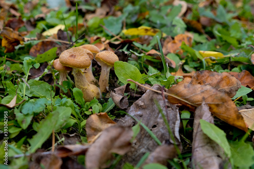 Autumn mushrooms honey agarics close-up in green grass. Selective focus.