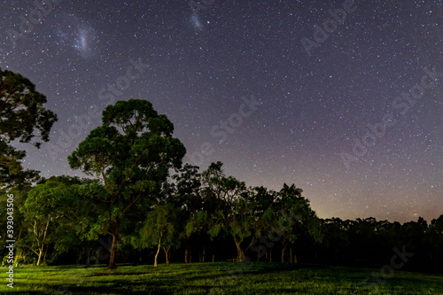 Trees and Grass under the  and Magellanic Clouds Night Sky photo