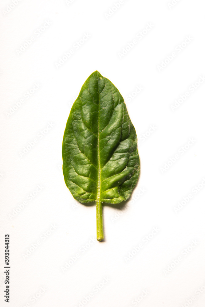 Obraz premium spinach leaf on isolated white background