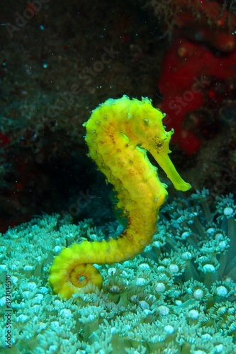 Yellow tigertail seahorse
