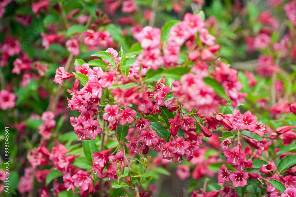 a wonderful bush in the garden a wonderful bush in the garden