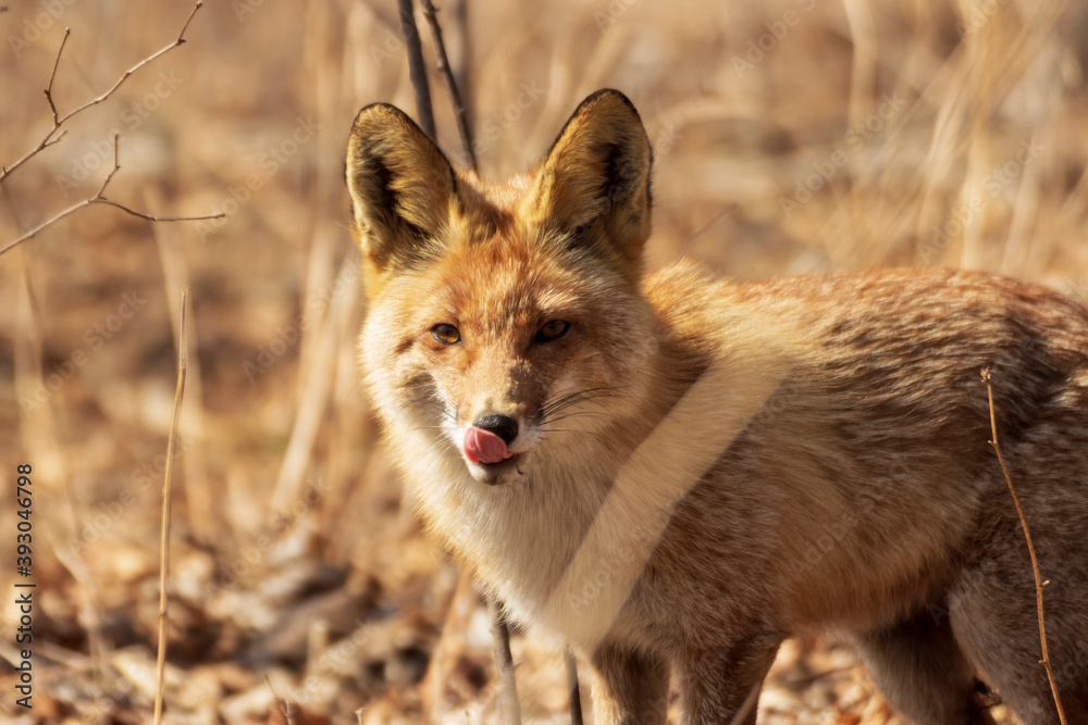 The fox licks its lips in the autumn forest.