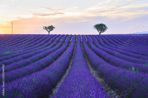 Lavender field sunset landscape in summer, with two trees near Valensole. Provence, France