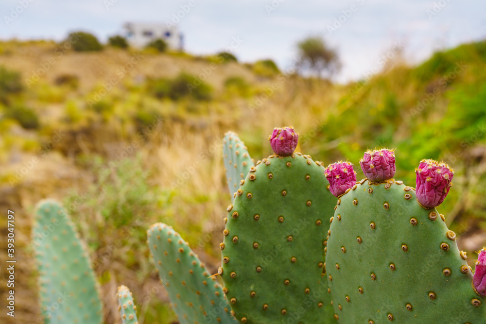 Cactus with flowers and caravan in distance Cactus with flowers and caravan in distance