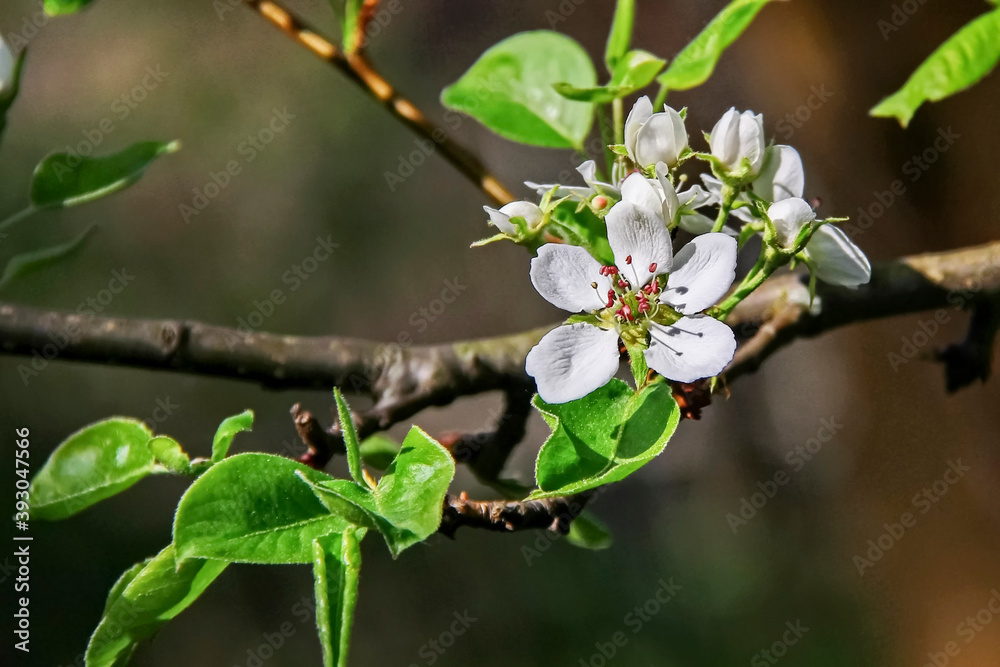 Obraz premium Blooming fruit tree is a symbol of freshness and spring. Flowering branch on a dark background. Selective focus. Blur.