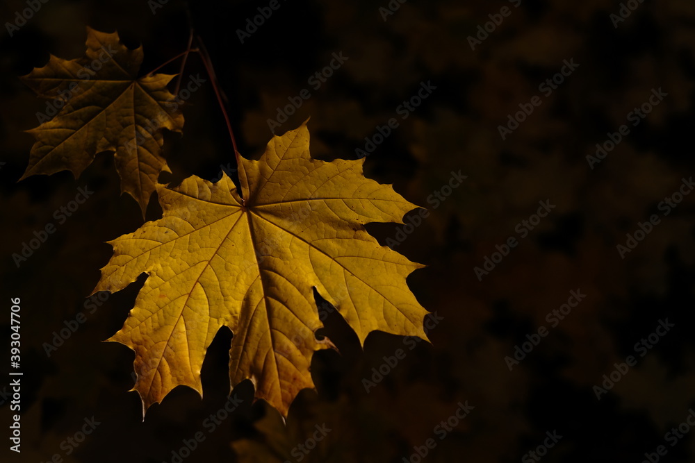 Fototapeta premium autumn forest. yellow maple tree