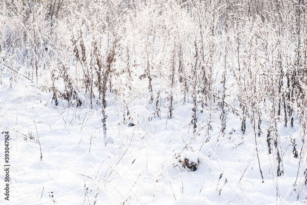 Winter landscape  dry grass in the forest of the setting sun