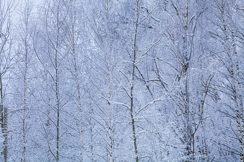 Snow-covered trees on a cloudy day. Birch Grove.