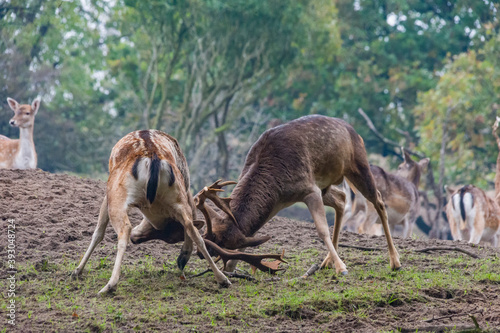 deer