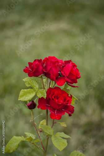 red rose bush