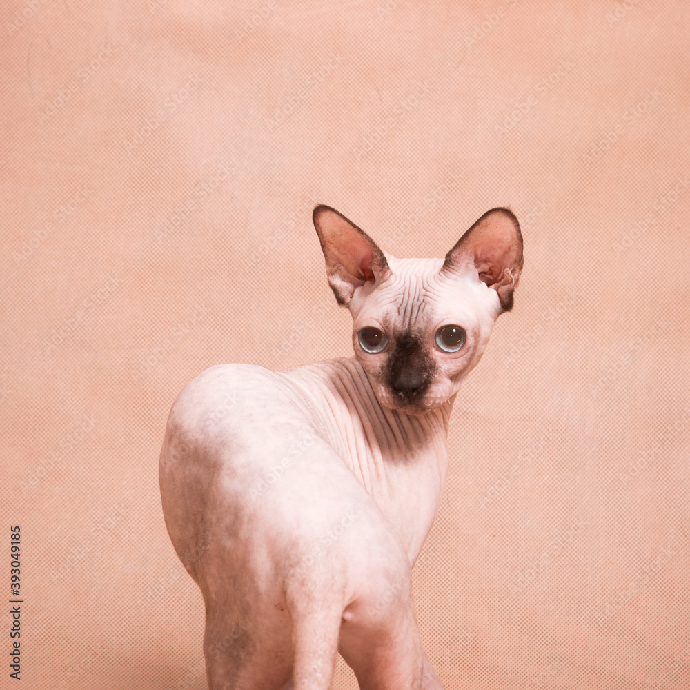 Hairless sphynx cat looking half-turned