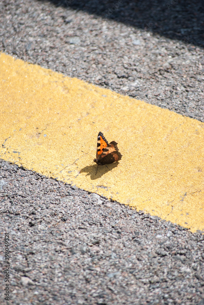 Obraz premium butterfly