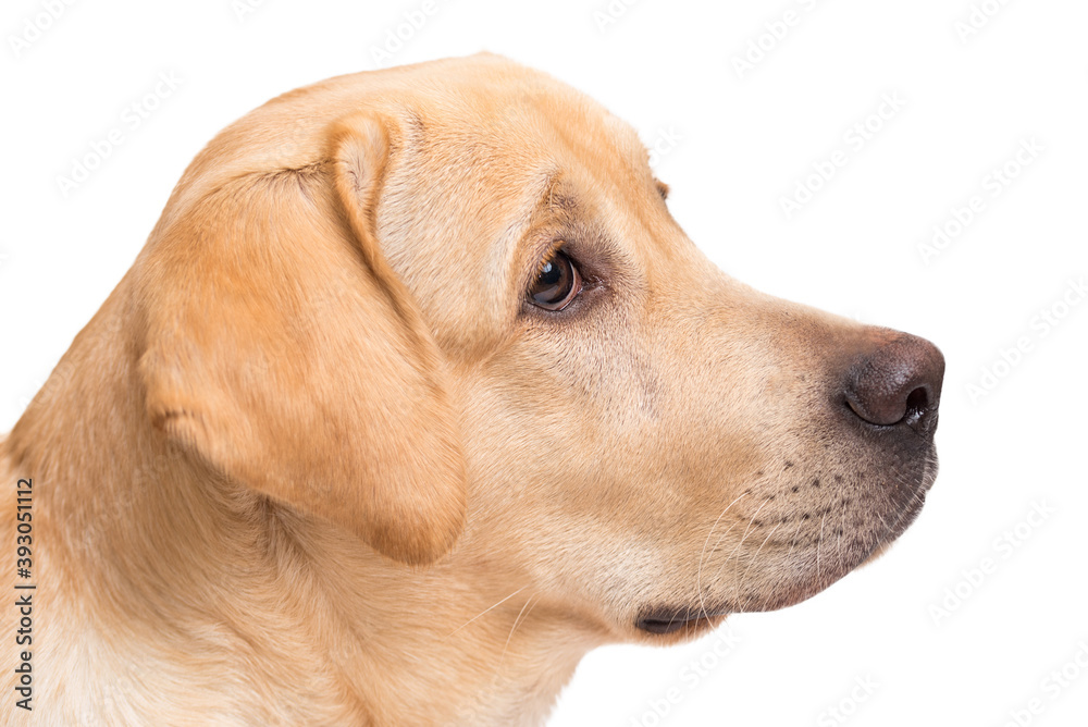 Beauty labrador retriever dog isolated on white background Beauty labrador retriever dog isolated on white background