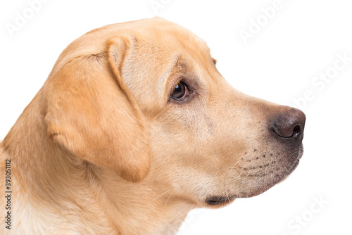 Beauty labrador retriever dog isolated on white background