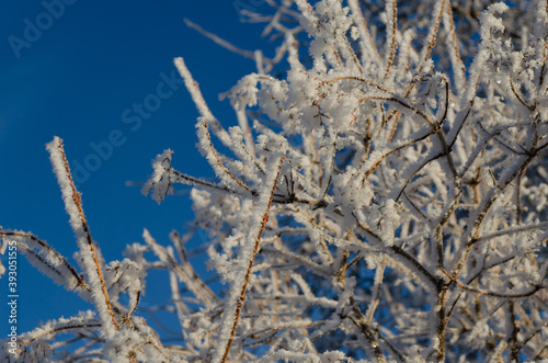 viburnum branches against a blue sky