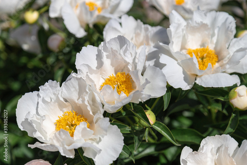 Beautiful white peonies in the garden.