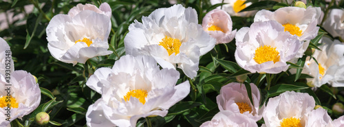 Beautiful white peonies in the garden.